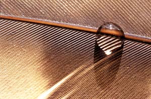 The feather of a Cooper’s hawk.